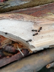 Crematogaster auberti