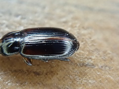 Bradycellus lugubris