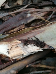 Crematogaster auberti