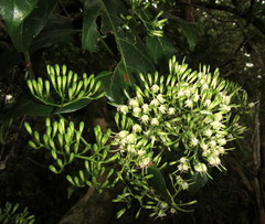 Tarenna pavettoides