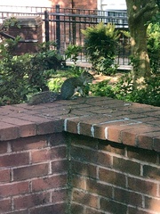 Sciurus carolinensis