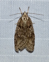 Semioscopis megamicrella