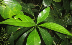 Tarenna pavettoides