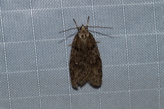 Semioscopis megamicrella