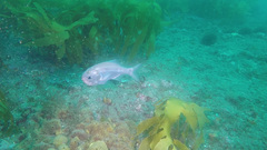 Paratrachichthys trailli