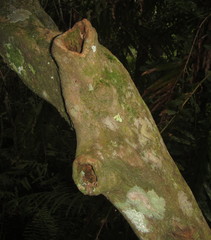 Tarenna pavettoides
