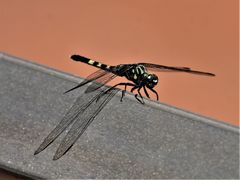 Orthetrum balteatum