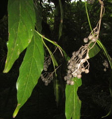 Tarenna pavettoides