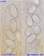 Lasiobolus intermedius