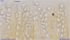 Lasiobolus intermedius
