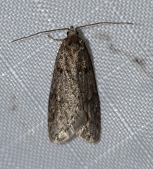 Semioscopis megamicrella