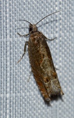 Pseudexentera mali