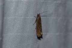Pseudexentera mali