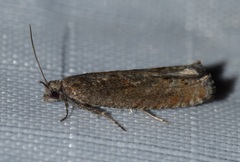 Pseudexentera mali