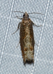 Pseudexentera mali