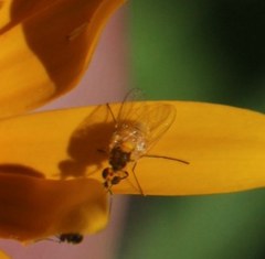 Mythicomyiidae