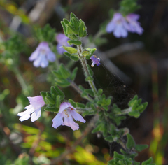 Prostanthera densa
