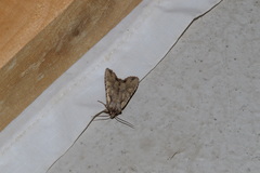 Lithophane disposita