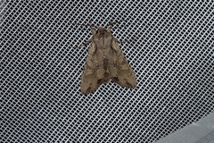 Lithophane disposita