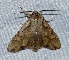 Lithophane disposita