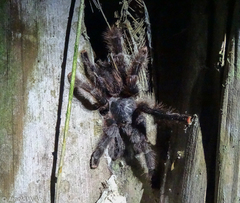 Avicularia