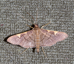 Omiodes simialis