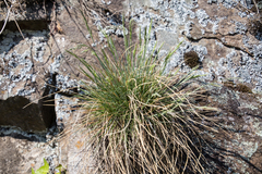 Festuca pallens