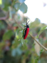 Benibotarus alternatus