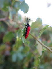 Benibotarus alternatus