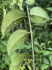 Banisteriopsis elegans