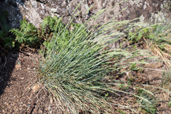 Festuca pallens