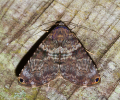 Coenipeta bibitrix