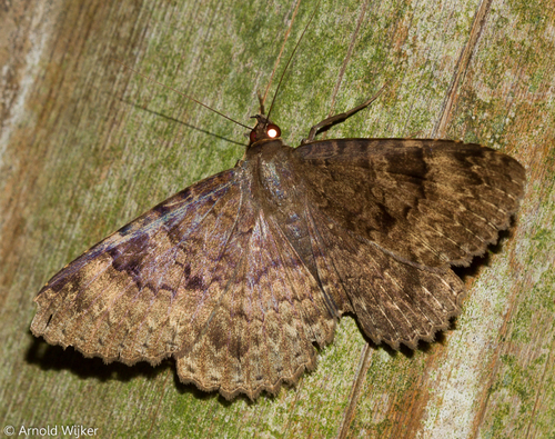 Latebraria amphipyroides