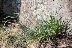 Festuca pallens