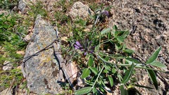 Bituminaria bituminosa