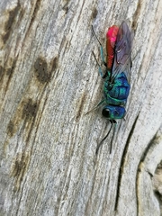 Chrysis terminata
