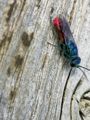 Chrysis terminata