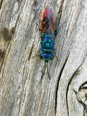Chrysis terminata