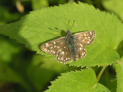Muschampia tessellum