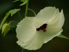 Hibiscus vitifolius