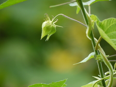 Hibiscus vitifolius