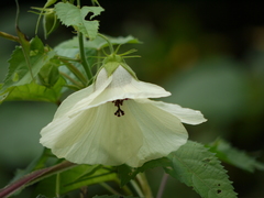 Hibiscus vitifolius
