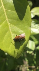 Andrena fulva