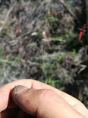 Benibotarus alternatus