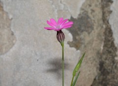 Silene cretica