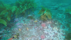 Cnemidocarpa bicornuta