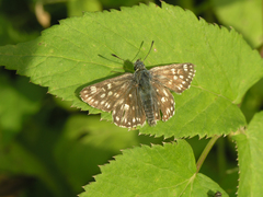 Muschampia tessellum