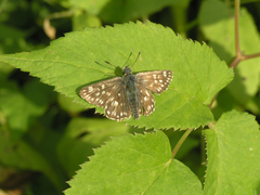 Muschampia tessellum