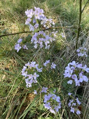 Cardamine pratensis