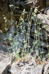 Galium glaucum